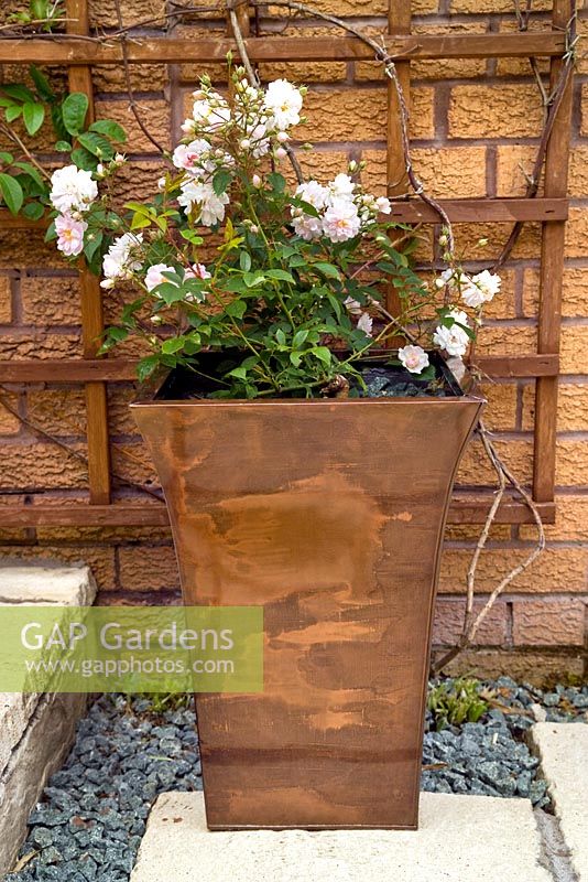 Copper container planted with Rosa 'Paul's Himalayan Musk' to disguise the base of a climbing plant and trellis