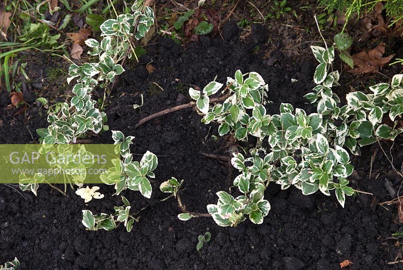Euonymus - Remove evergreen foliage showing signs of reversion then feed and mulch with compost