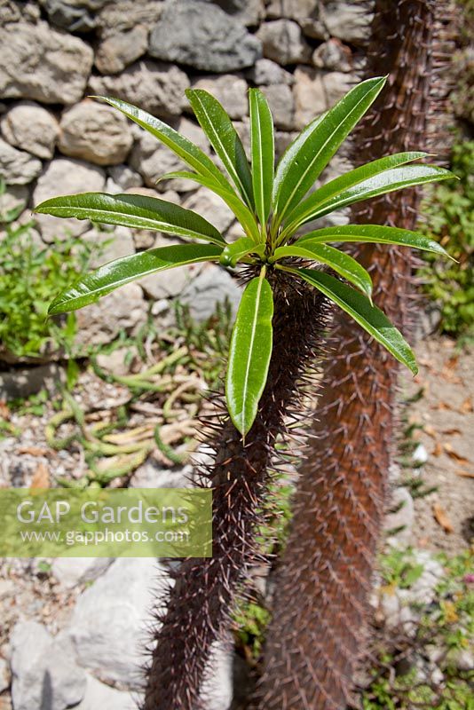 Pachypodium lamerei - Madagascar palm at Hanbury Gardens, Italy