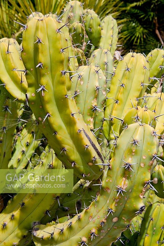 Myrtillocactus geometrizans - Mexico, Hanbury Gardens, Italy