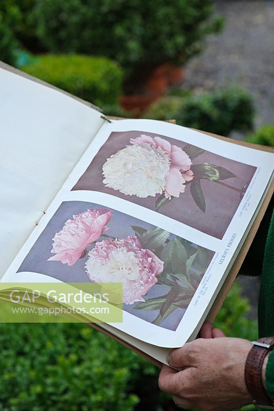 Old Peony catalogues