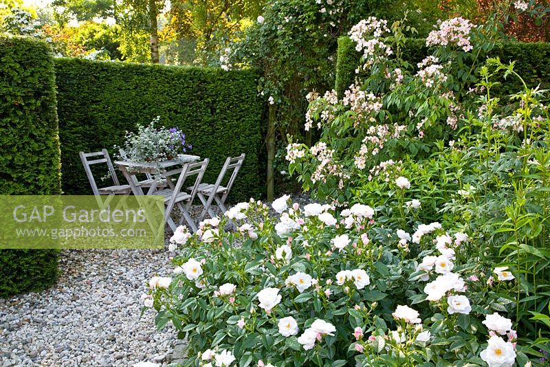 Seating area with Rosa 'Pearl Drift'