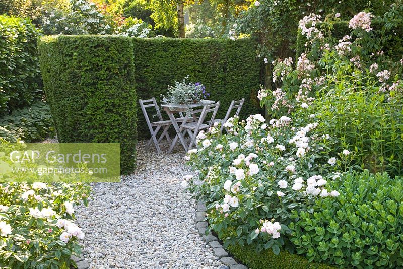Seating area with Rosa 'Pearl Drift'
