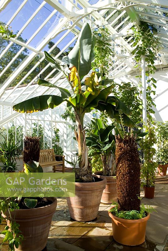 Alitex glasshouse showing Dicksonia antarctica (New Zealand Tree Fern) and Musa basjoo (Banana) in terracotta containers amongst sub-tropical planting. Stone paving with white metal columns. The Spa in the Walled Garden at Loch Lomond Golf Club 