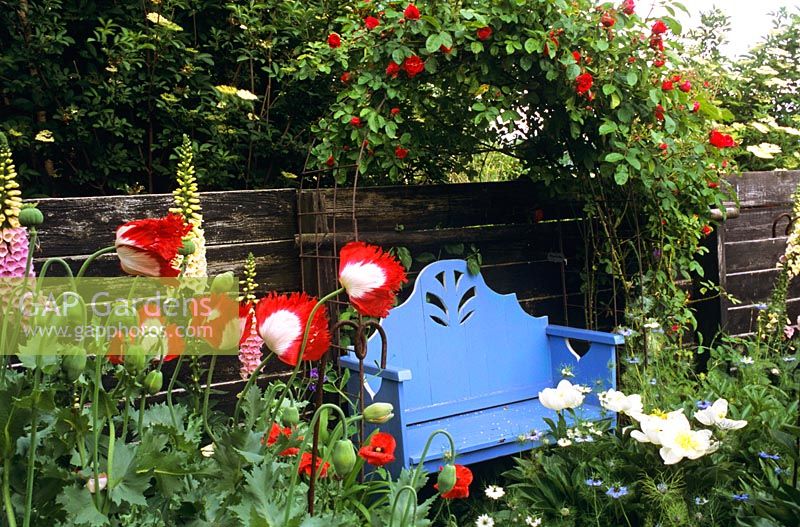 Painted bench beneath Rosa 'Danse du Feu' and Papaver somniferum 'Danish Flag' in foreground