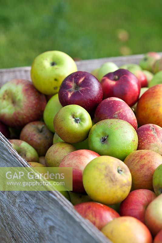 Windfall apples in wooden crate