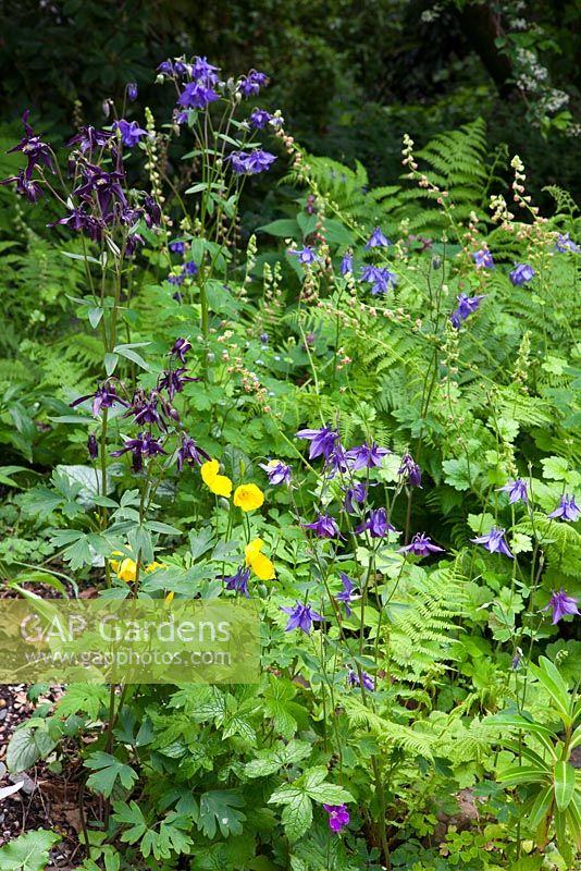 Aquilegia vulgaris, Meconopsis cambrica, Welsh poppy, and ferns in the woodland garden at Glebe Cottage