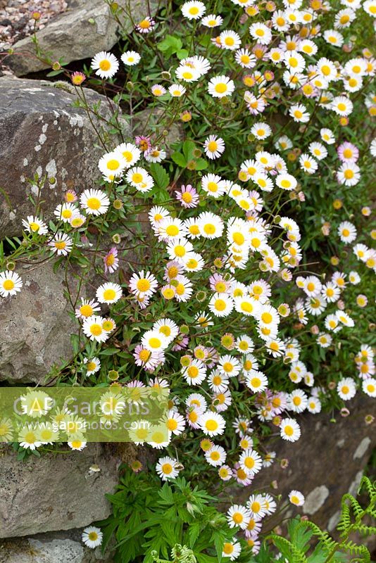 Erigeron karvinskianus - Mexican daisy, Mexican fleabane growing in a wall