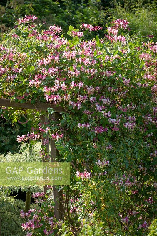 Honeysuckle on a wooden arch at Glebe Cottage. Lonicera periclymenum 'Belgica'