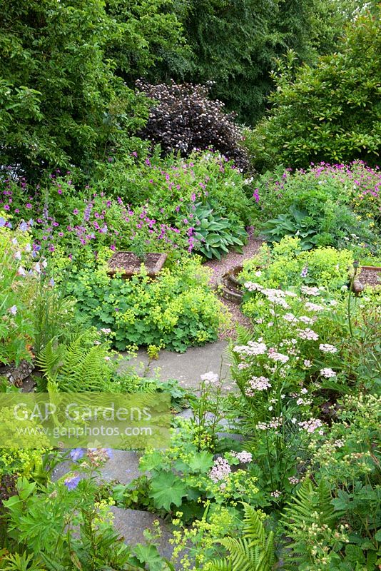 Steps with froth of Alchemilla mollis and Geraniums at Glebe Cottage