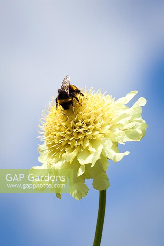 Bee on Cephalaria gigantea - Giant scabious