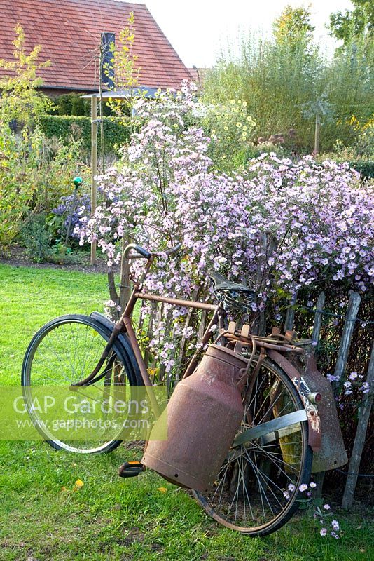 Late border of Asters and an old bicycle leaning against fence