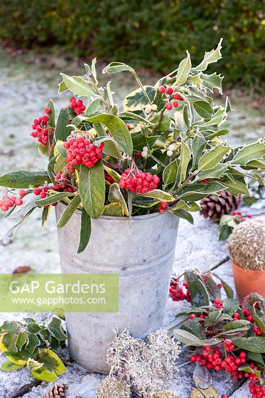 Frosty cotoneaster berries, mistletoe and ilex in metal bucket
