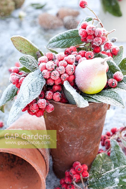 Frosty container with cotoneaster berries and fruit decoration 