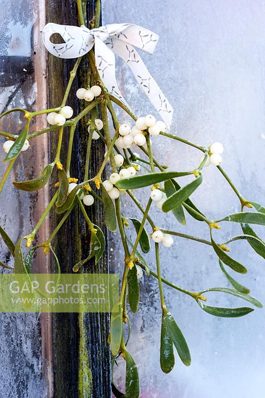Frosty sprigs of mistletoe tied with ribbon on garden shed