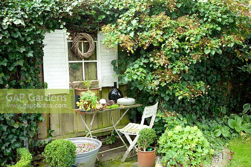 Corner of small garden surrounded by climbing plants - Hedera helix and Hydrangea petiolaris
