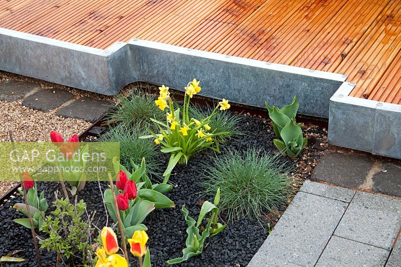 Wooden deck with galvanised metal edge. Planting of red tulips and daffodils 