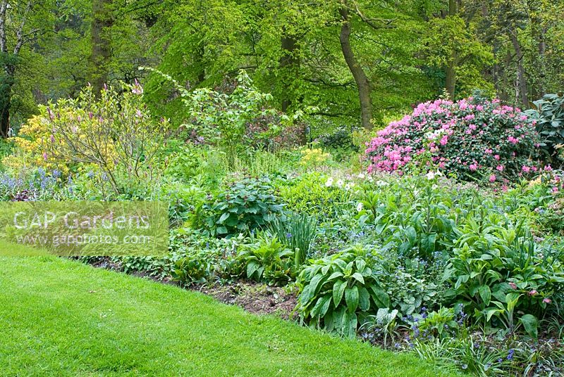 Spring border with Rhododendron, Magnolia, Hyacinthoides, Heuchera and Brunnera and woodland beyond - Abbeywood Gardens, Cheshire