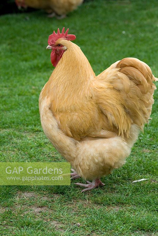 Buff Orpington cockerel at The Kitchen Garden Trostron, Suffolk, April