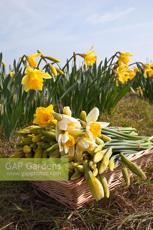 Bunches of freshly cut daffodils in a basket - Pick Your Own Daffodil Farm at Woodborough Nursery, Pewsey, Wiltshire