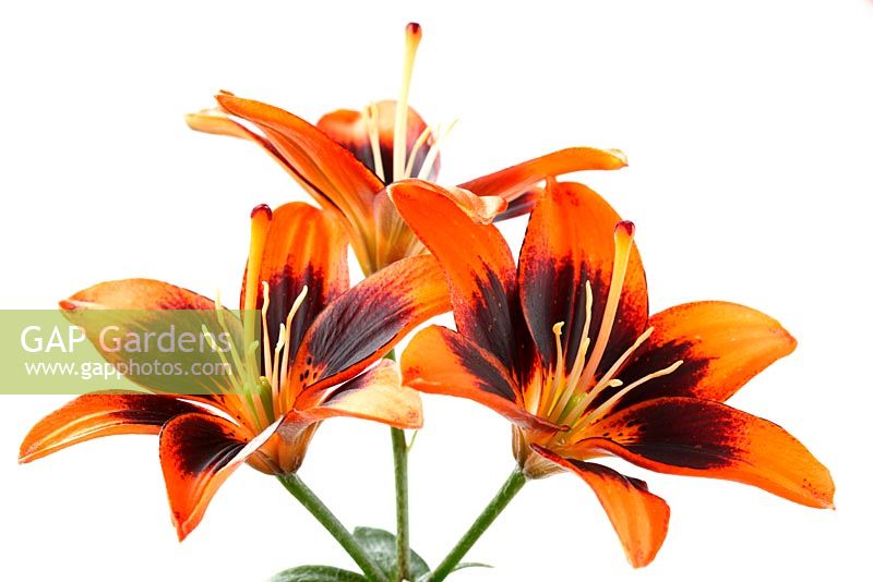 Lilium 'Cooper's Crossing' - Pollen free Asiatic lily 