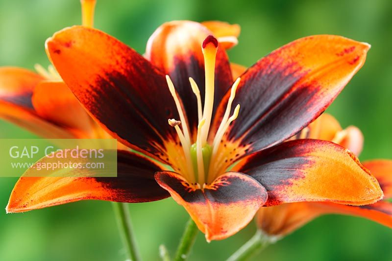 Lilium 'Cooper's Crossing' syn. 'Easy Salsa' - Pollen free Asiatic lily in July
