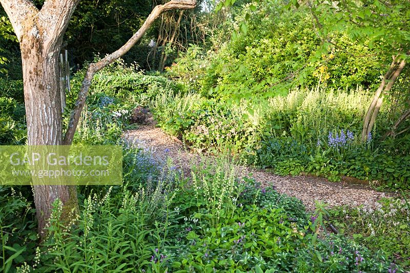 Pathway through woodland garden in spring - Frith Old Farmhouse, Kent