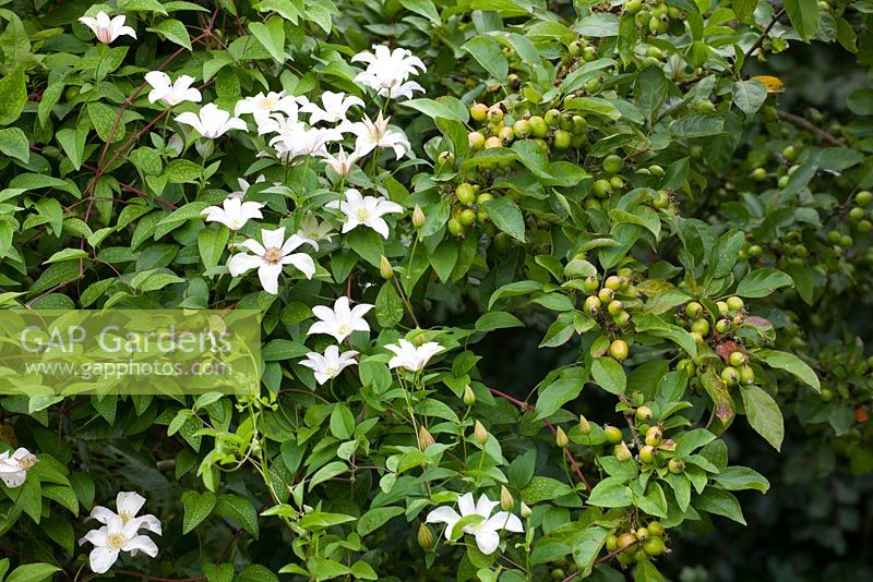 Clematis 'Huldine' growing over Malus x zumi 'Golden Hornet' AGM - Crab apple at Glebe Cottage