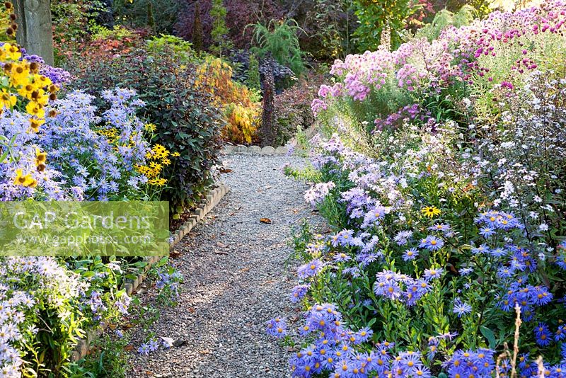 Dramatic border of Asters and autumn flowering plants including Aster frikartii 'Monch' and Aster novae angliae 'Anabelle de Chazal' - The Picton Garden, Colwall