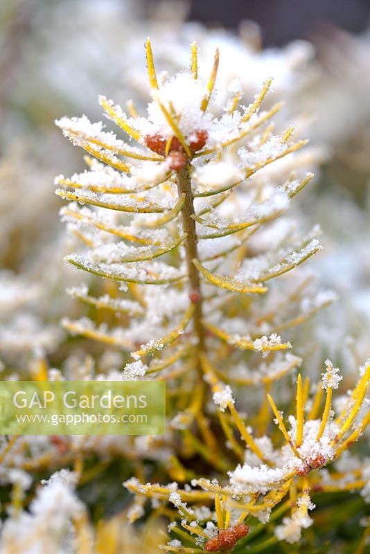 Abies concolor 'Wintergold' - Colorado Fir. 