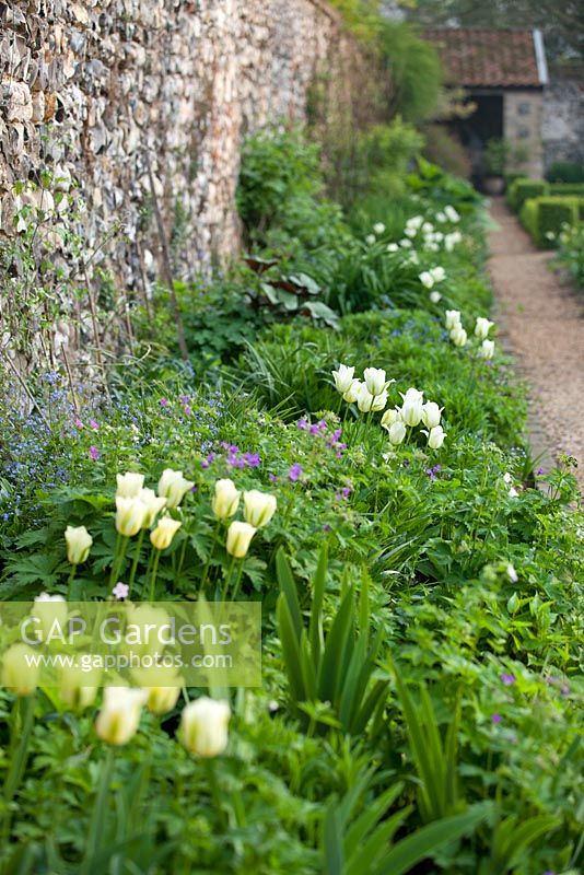 Tulipa 'Spring Green' with mixed perennials in the walled garden at Wretham Lodge, Norfolk