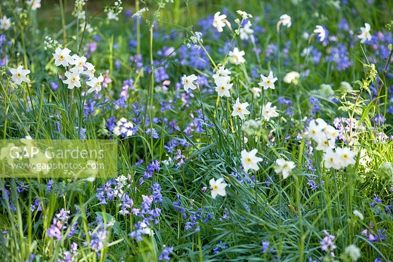 Naturalised Bluebells and White Narcissus at Wretham Lodge, Norfolk