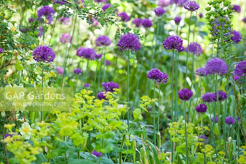 Allium 'Purple Sensation' and Smyrnium perfoliatum - Wretham Lodge, Norfolk