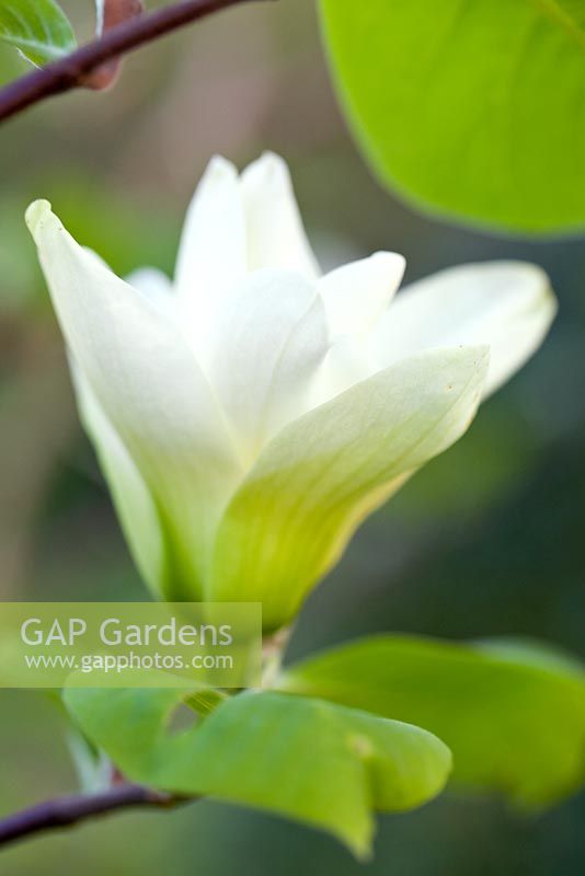 Magnolia denudata 'Yellow River' syn 'Fei Huang' - Wretham Lodge, Norfolk