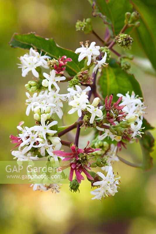 Heptacodium miconioides ayn. H jasminoides - Crape Myrtle of the North, Seven Son flower