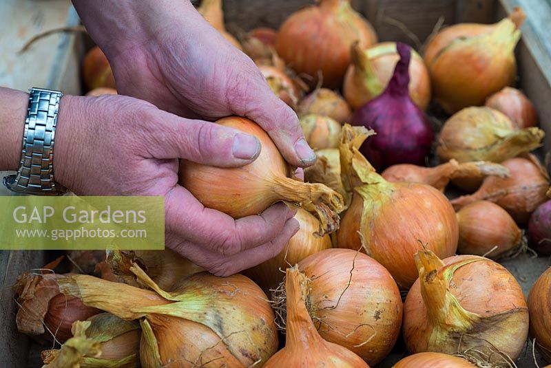Man inspecting maincrop onions