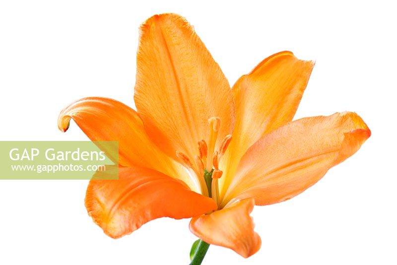 Lilium 'Stainless Steel' - Asiatic lily, pollen free lily 