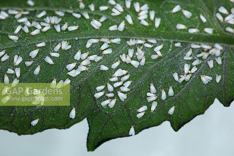 Trialeurodes vaporariorum - Glasshouse whitefly on underside of tomato leaf, July