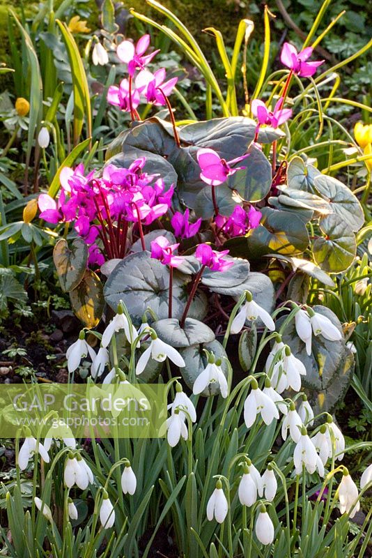 Eranthis hyemalis, Galanthus and Cyclamen coum - Dial Park