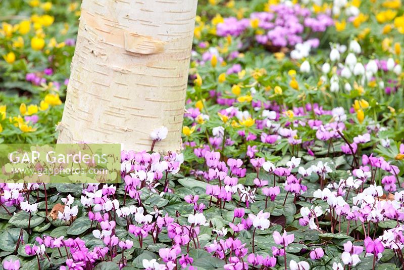 Betula underpalnted with Cyclamen coum and Eranthis hyemalis