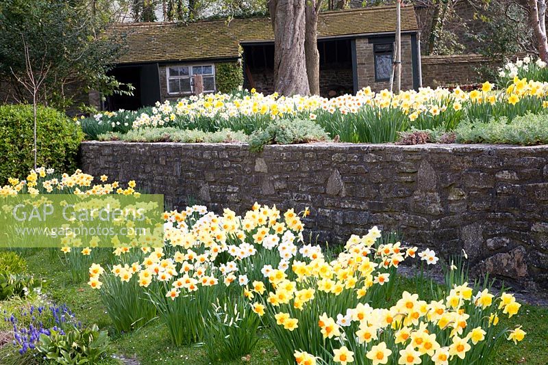 Drifts of Narcissus alongside stone wall, outhouses in background - Langebride House, Dorset 