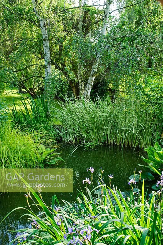 View of informal naturalistic pond with lush marginal planting incuding Carex elata 'Aurea', Acorus calamus 'Variegatus' and Irises