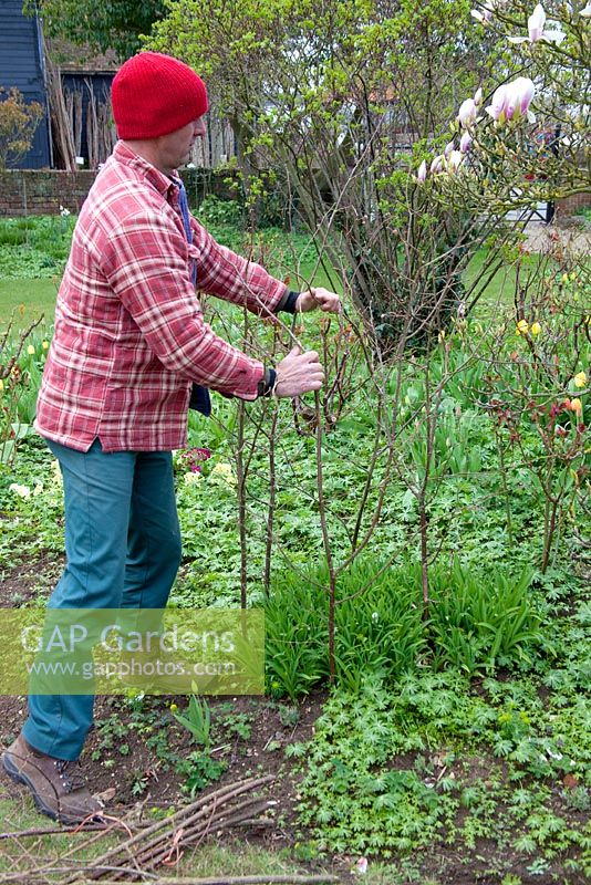 Andrew uses pea sticks to make a perennial plant support