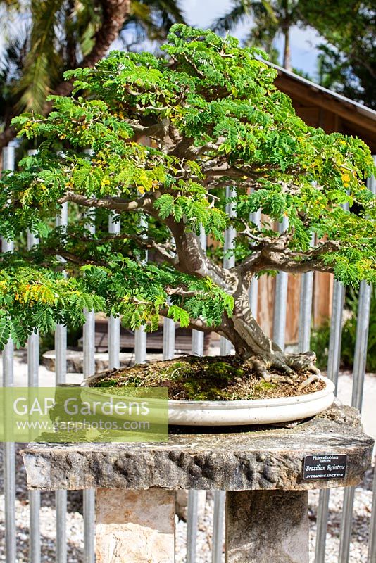 Pithecellobium tortum - Brazilian Raintree bonsai in training since 1979 - Heathcote Botanical Gardens in Ft. Pierce, Florida