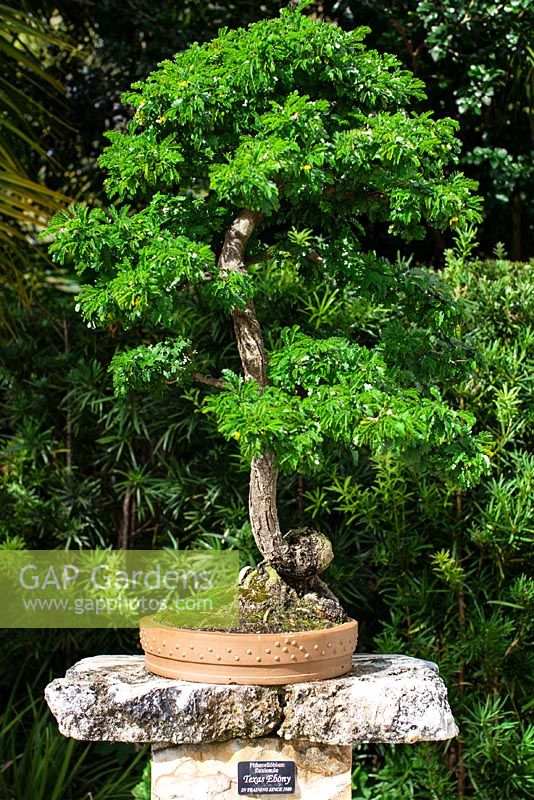 Pithecellobium flexicaule - Texas Ebony bonsai in training since 1989 - Heathcote Botanical Gardens in Ft. Pierce, Florida