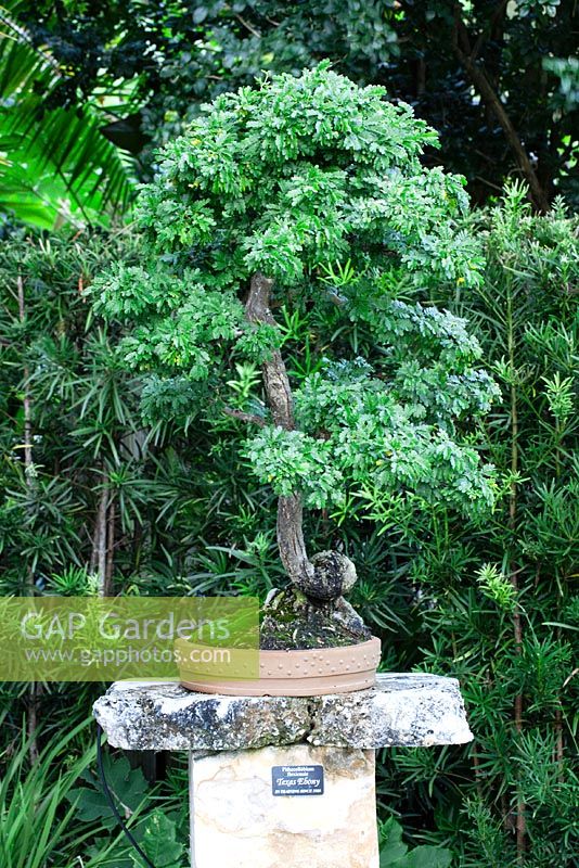 Pithecellobium flexicaule - Texas Ebony bonsai in training since 1980 - Heathcote Botanical Gardens in Ft. Pierce, Florida