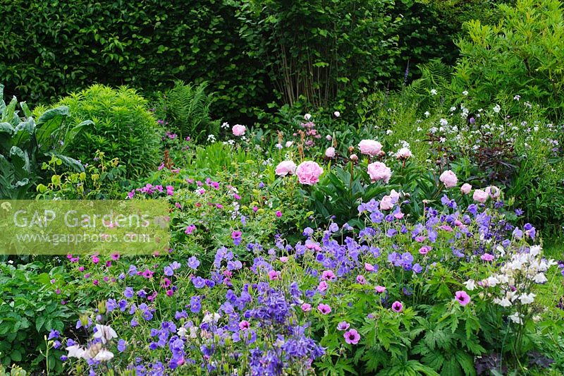 Paeonia 'Sarah Bernhardt' in border in country garden with hardy Geraniums