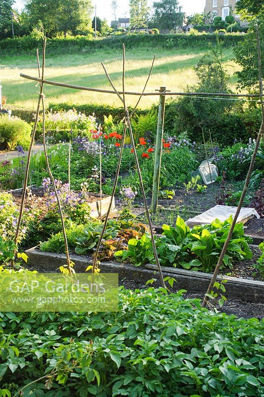 View of vegetable garden with raised beds. Potatoes, lettuces, leaf beet and runner beans growing up rustic support