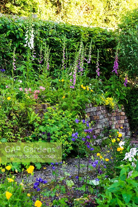 Sloping garden with gravel path and dry stone retaining wall made from reclaimed bricks.  Beech hedge, Meconopsis cambrica, Alchemilla mollis, foxgloves and aquilegias