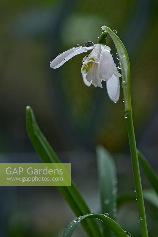 Galanthus nivalis pleniflorus 'Flore Pleno' -snowdrop